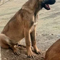 سراب از نسل بز سرخاب