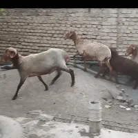 دو عدد وره‌مار و یک عدد کاوی