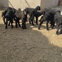 13رسبرهشیریموجوداست|حیوانات مزرعه|جوادآباد, |دیوار