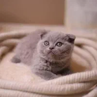 گربه اسکاتیش بریتیش|گربه|زنجان, |دیوار