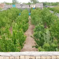 باغ-بوستان-زندگی