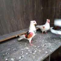 تعدادی کفتر خوب