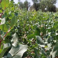 نهال پسته ایساتیس|خدمات باغبانی و درختکاری|مهریز, |دیوار