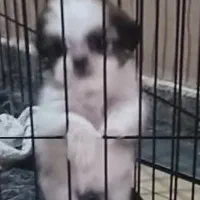 سگ شیتزو سوپر فلات