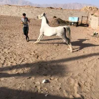 مادیان نیله|اسب و تجهیزات اسبسواری|رفسنجان, |دیوار