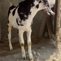 فروش بز نر|حیوانات مزرعه|چابهار, |دیوار
