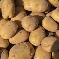 فروش انواع سیب زمینی بذری