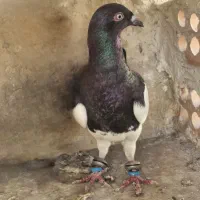 کبوتر یهودی