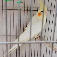 عروس هلندی. طوطی برزیلی سریلاکی بالغ تخم گذار|پرنده|کازرون, |دیوار