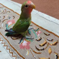 طوطی برزیلی|پرنده|رشت, آزادگان|دیوار