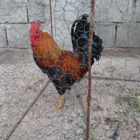 خروس