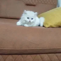 پرشین دالفیس