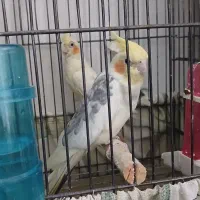 یک جفت عروس هلندی مولد