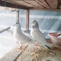 کبوتر زاغ و تعدای پرشی ساعت سنگین مهرتیر ماه|پرنده|مرزیکلا, |دیوار