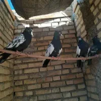 کفتر سینه سیاه  دوتا پدر مادرن دوتا جوجه