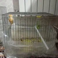 قفس پرنده بزرگ و کوچک مخصوص قناری و فنچ|لوازم جانبی حیوانات|قزوین, |دیوار