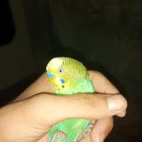 مرغ عشق معاوضه