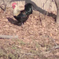 تخم بوقلمون .خروس محلی