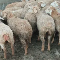 توغلو 30راس مغانی