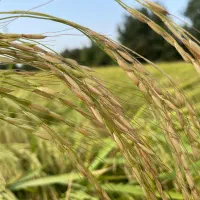 برنج شیرودی