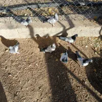 کبوتر کله دمسبز نر و ۱۲عدد جوجه|پرنده|کبودرآهنگ, |دیوار