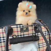 سگ پامر خرسی/ پامرانین عروسکی