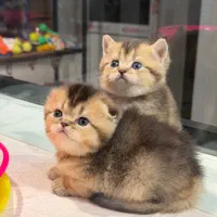 بچه گربه های بریتیش ۲/۵ ماهه