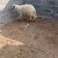 نر بره  قوچی جنس سالم سرحال