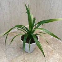 گل آناناسی|گل و گیاه طبیعی|تاکستان, |دیوار