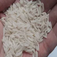 برنج هاشمی تاره امسال