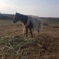 فروش گله گوسفند