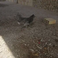 تعدادی مرغ وخروس زینتی|حیوانات مزرعه|یزد, |دیوار