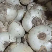 موسیر کوهی