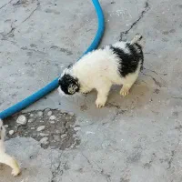 سگ قدرجونی|سگ|مسجد سلیمان, |دیوار