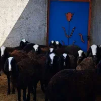 گوسفند ژن دار عتیقه شال بره ماده میش قوچ|حیوانات مزرعه|شیراز, آبیاری|دیوار