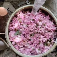 گلابگیری برزوک تور ۱ روزه