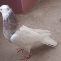 طوقی صرب کفتر کله سینه نقش رنگی|پرنده|خانمیرزا, |دیوار