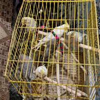 عروس هلندی|پرنده|شاهین‌شهر, شهرک منازل چوبی|دیوار