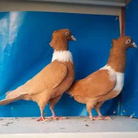 چهار تا کلاغ رسمی نواری     زاغ دمسفید