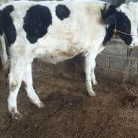 گوساله نر هلشتاین|حیوانات مزرعه|کوثر, |دیوار