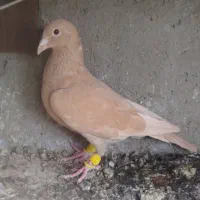 ماده زرد کرمانی فروشی|پرنده|تربتحیدریه, کلاته توکلی|دیوار