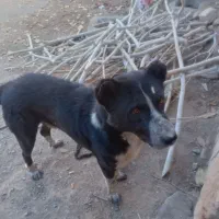 یک عدد سگ نر قدر جونی|سگ|قم, شهرک امام حسن|دیوار