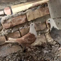 یک جفت جوجه کربلایی|پرنده|زهک, |دیوار