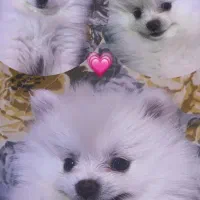 پامرخرسی سگ|سگ|مشهد, سجاد شهر|دیوار