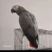 کاسکو|پرنده|تهران, آسمان|دیوار