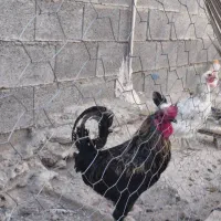 مرغ خروس محلی|حیوانات مزرعه|کوه چنار, |دیوار