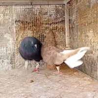 ندم سفید ۱۷دم|پرنده|بوئین زهرا, |دیوار