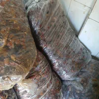 خرما|حراج|خمینی‌شهر, |دیوار