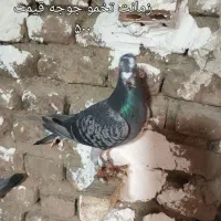 کفتر پلاکی|پرنده|علی‌آباد کتول, |دیوار