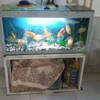 ماهی گوشتخوار